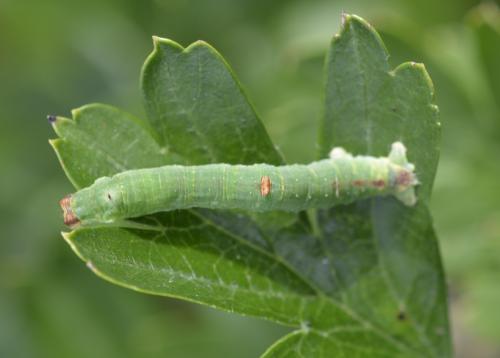 Opisthograptis luteolata